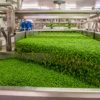 Industrial Frozen pea production